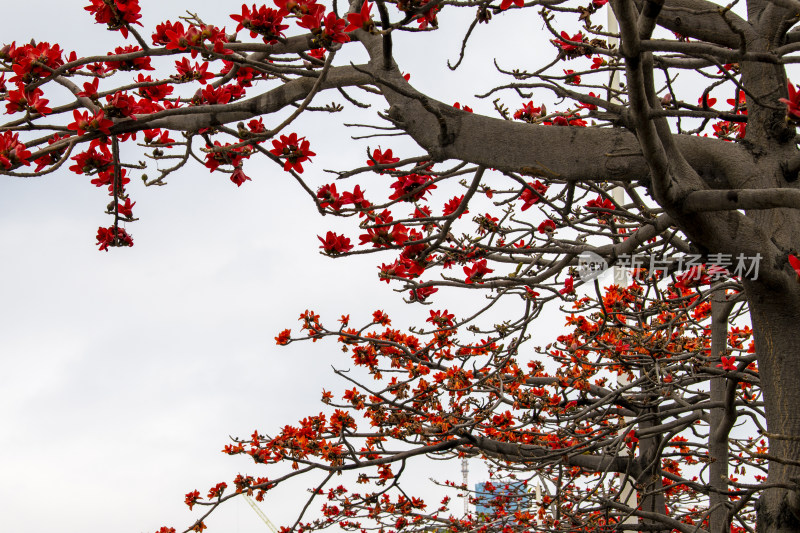 深圳街道边盛开的木棉花