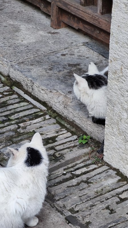 两只黑白花猫在石板路处相互对望