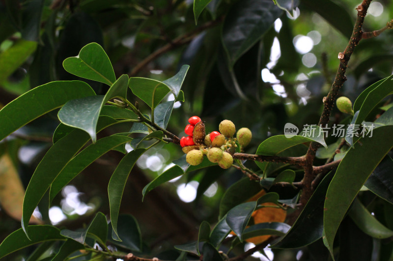 含笑花果实