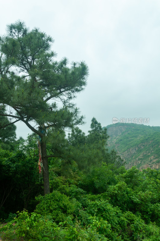 山中的自然风景