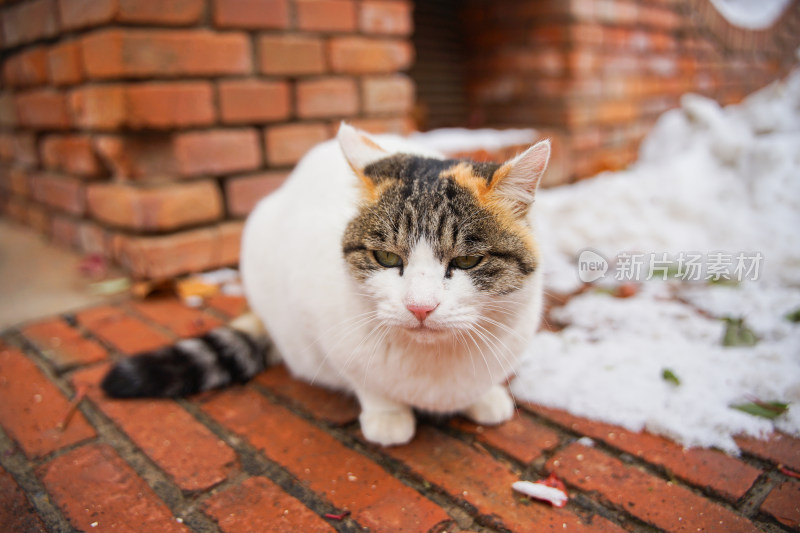 户外猫冬季雪堆地面墙角