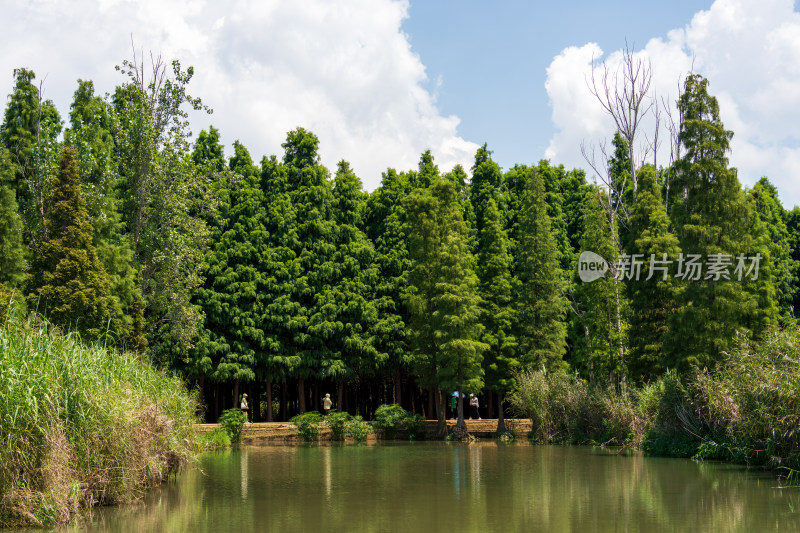 湿地公园水边茂盛树林风景图