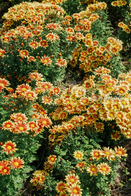 北京国家植物园菊花展