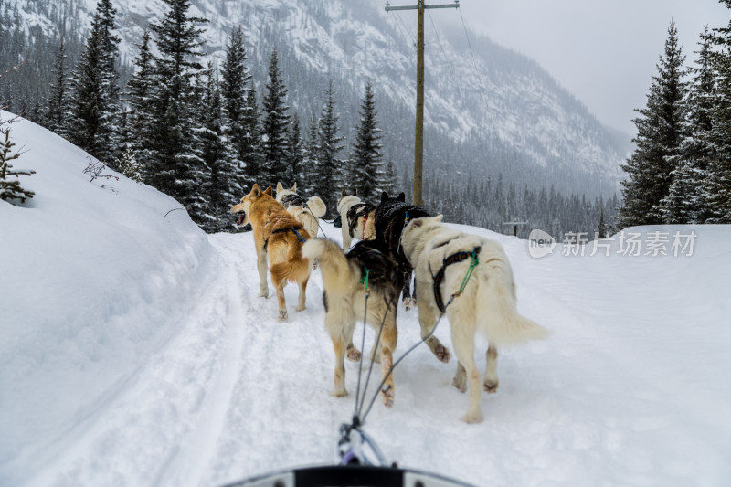 加拿大的狗拉雪橇