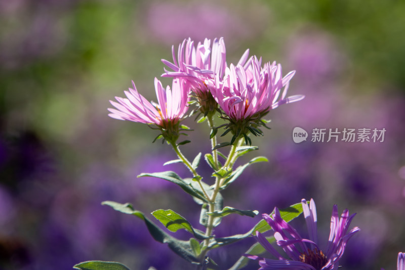 秋日紫菀花丛粉紫色菊花盛开