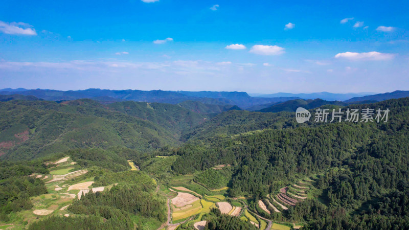 高山梯田秋收金黄稻田航拍