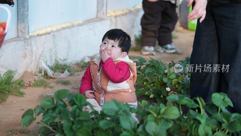 穿着棉服的小孩在草莓地旁坐着