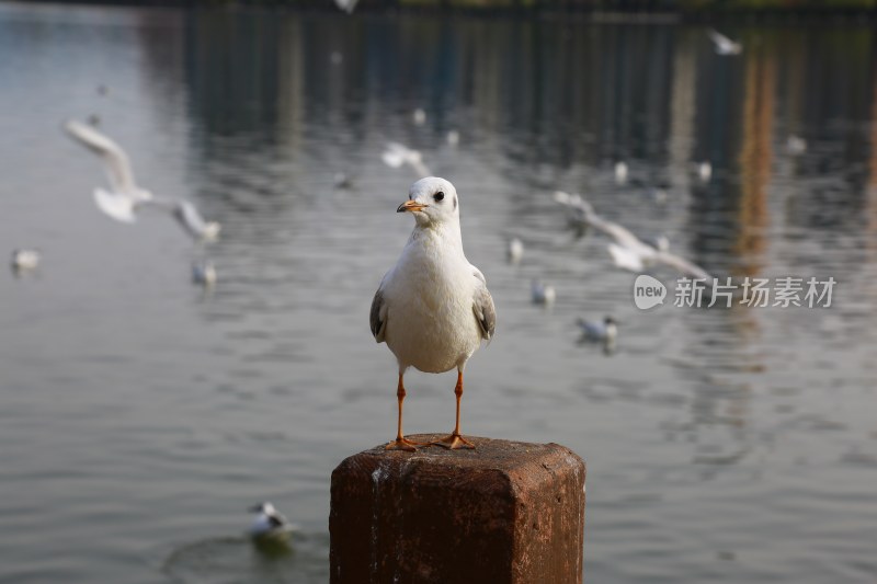 红嘴鸥立于水边柱上特写