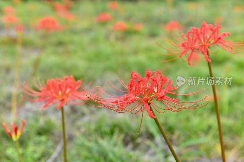 盛开的石蒜花彼岸花