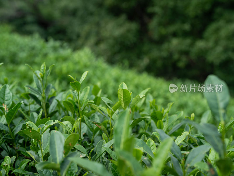 杭州茶树叶特写