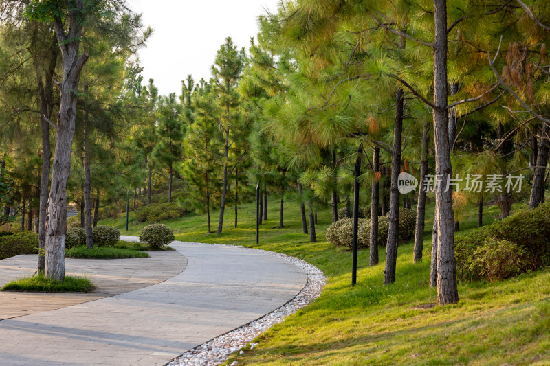 绿意盎然的公园松树道路