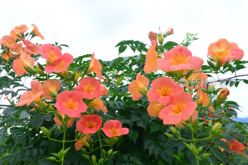 凌霄花花朵花卉盛开绽放