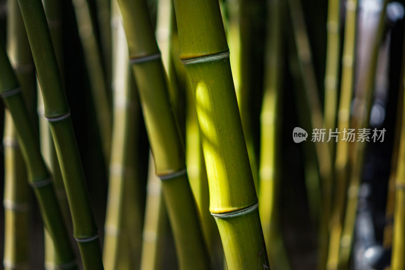 阳光照射下的翠绿竹林特写