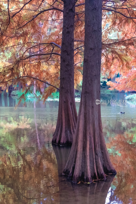 南京钟山风景名胜区明孝陵燕雀湖落羽杉秋景