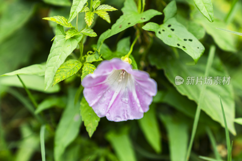 带水珠的紫色牵牛花绿叶环绕