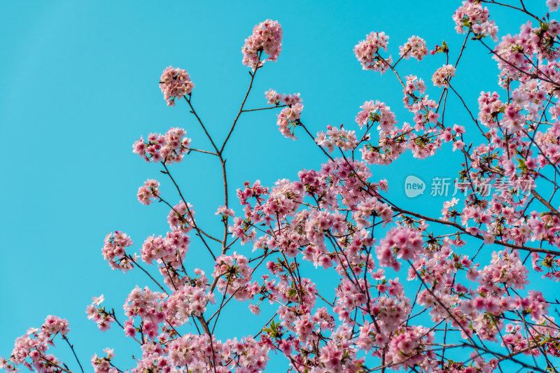 蓝天映衬下的粉樱花枝特写