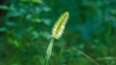 狗尾巴草特写镜头