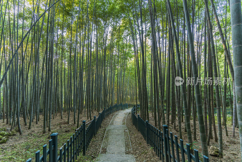 浙江杭州植物园自然风光