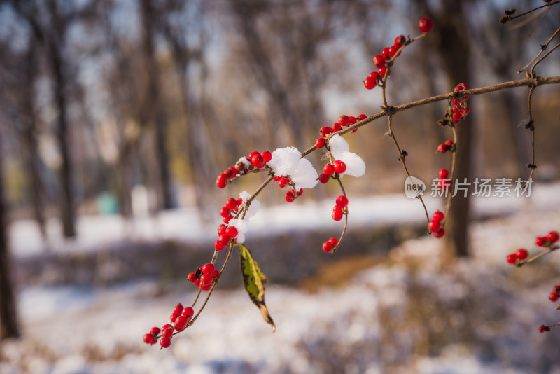 冬日红色浆果上的雪花背景