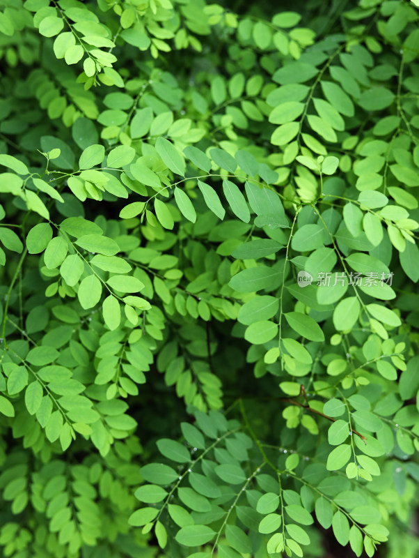 春天满屏绿色植物叶子特写的自然风景背景图