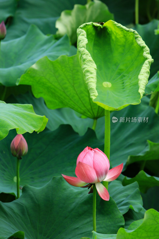 夏日鲁家滩荷花