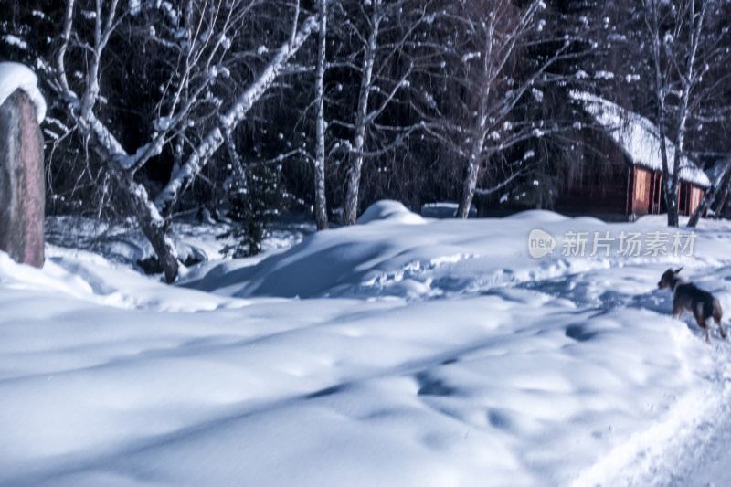 新疆阿勒泰白哈巴村冬季雪景