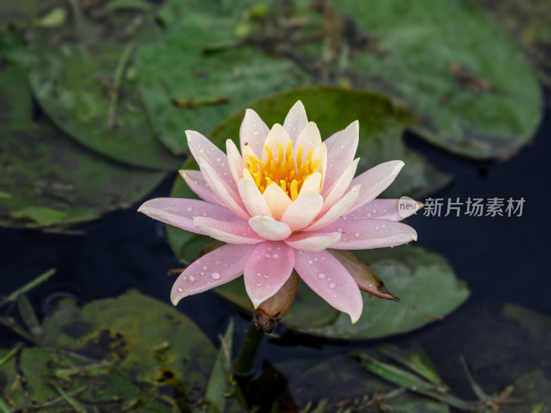 花，莲花，睡莲，美丽的花