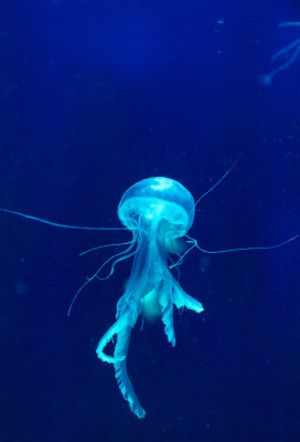 水族馆里的水母