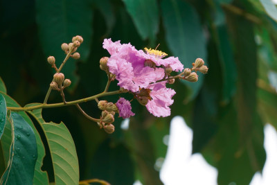 植物花卉