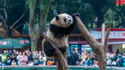 爬树的大熊猫