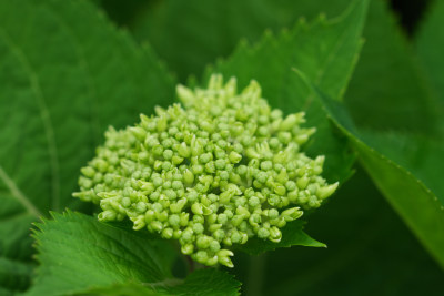 小区园林绿化植物