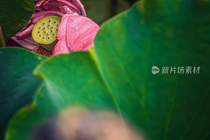 雨后荷花上的水珠