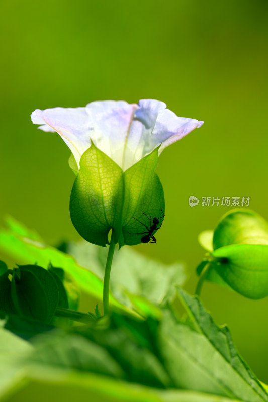 绿叶上的紫色花朵与蚂蚁