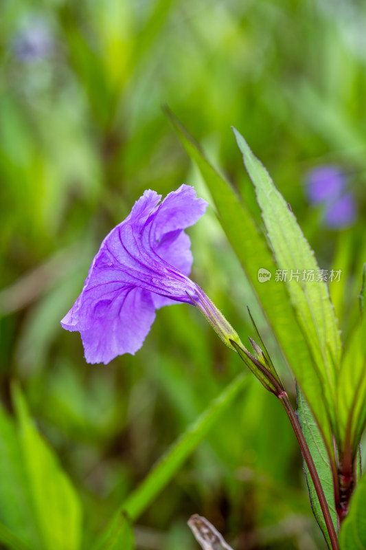 翠芦莉花朵特写