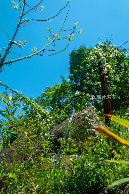 山中的自然风景