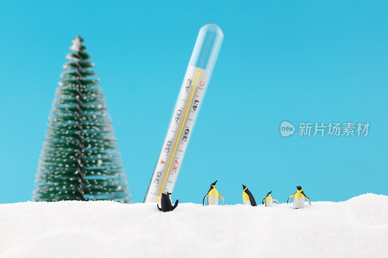 温度很低的雪天企鹅很欢乐