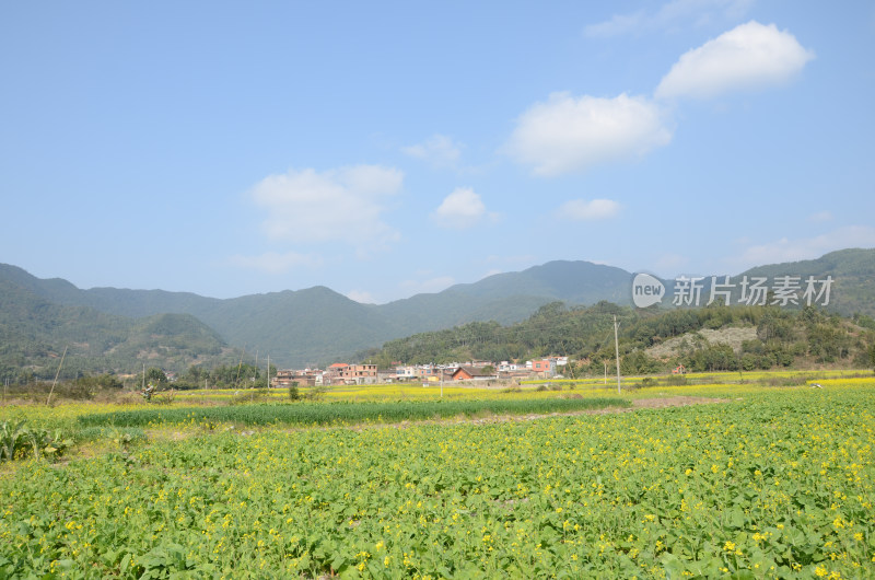 春天盛开的油菜花田