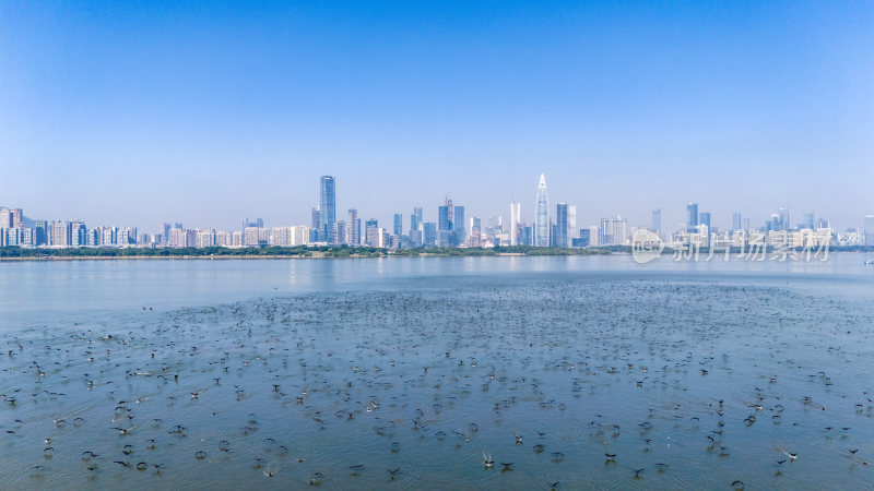 深圳湾公园鸬鹚鸟群