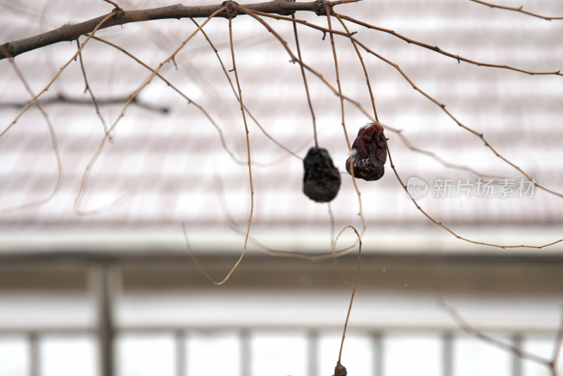 农村雪后枝头的干枣