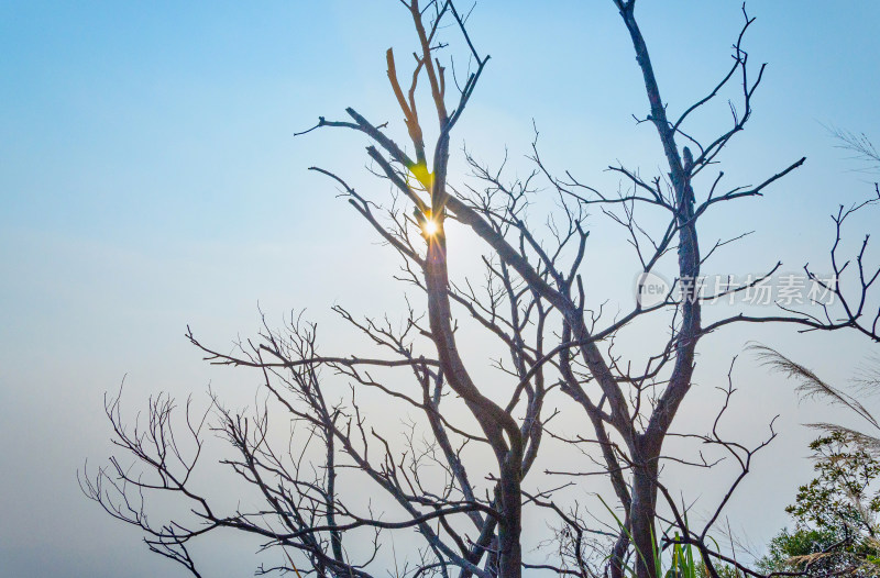 深圳梧桐山午后阳光与枯树枝