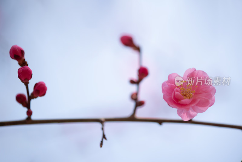 春天红色梅花盛开