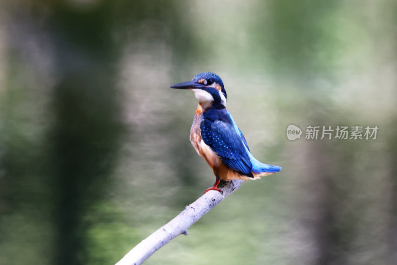 鸟类——小翠鸟