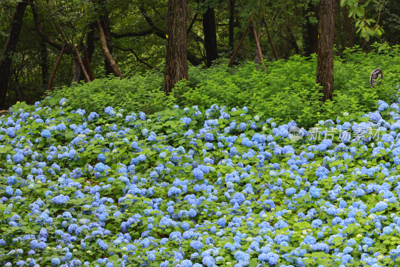 绣球花科绣球属无尽夏 绣球花花海