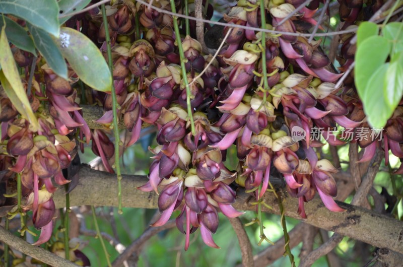 广东东莞：禾雀花