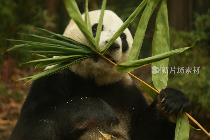 熊猫萌萌坐在长椅上吃食物的可爱模样