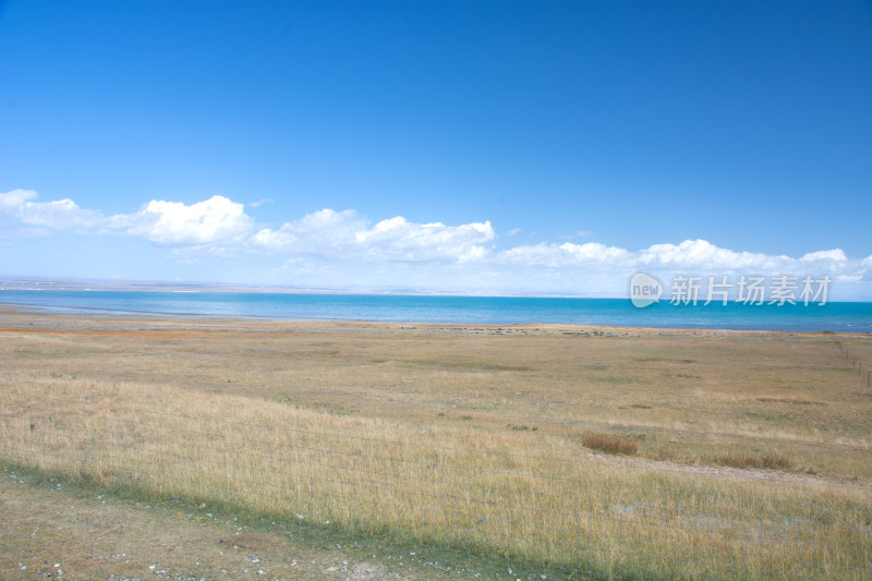 秋天晴朗的青海湖高原牧场羊群自然风光