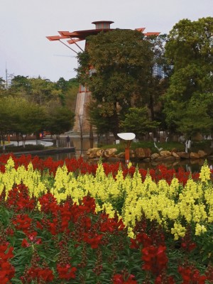 佛山市千灯湖公园金鱼草花海