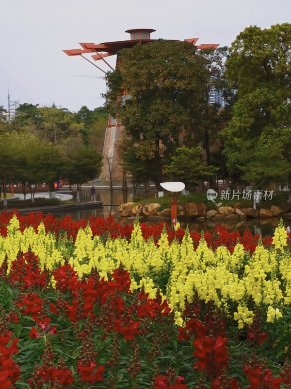 佛山市千灯湖公园金鱼草花海