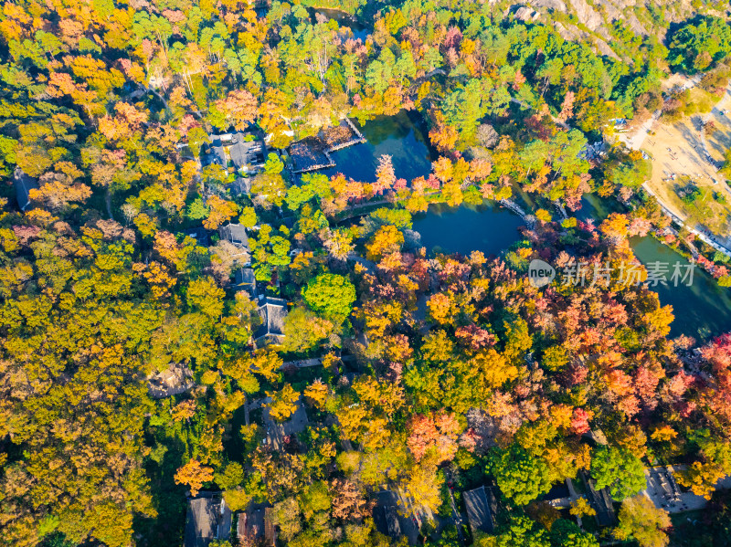 航拍苏州天平山风景区赏秋红枫叶