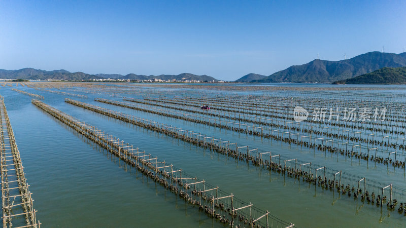 惠州市盐洲岛生蚝海上养殖场